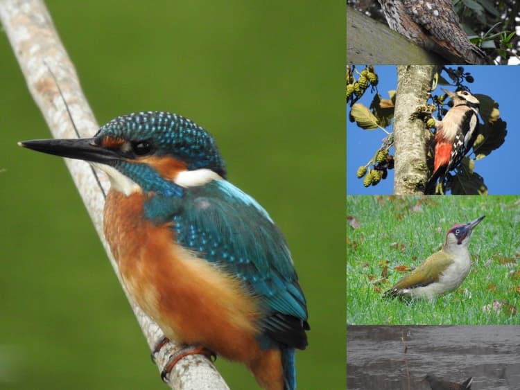 Nationale Vogelwoche, 10.-18. Mai